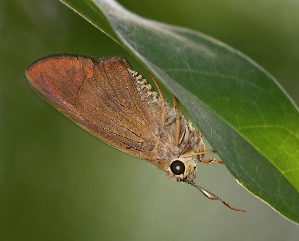 Brown Awl 尖翅弄蝶 Badamia exclamationis