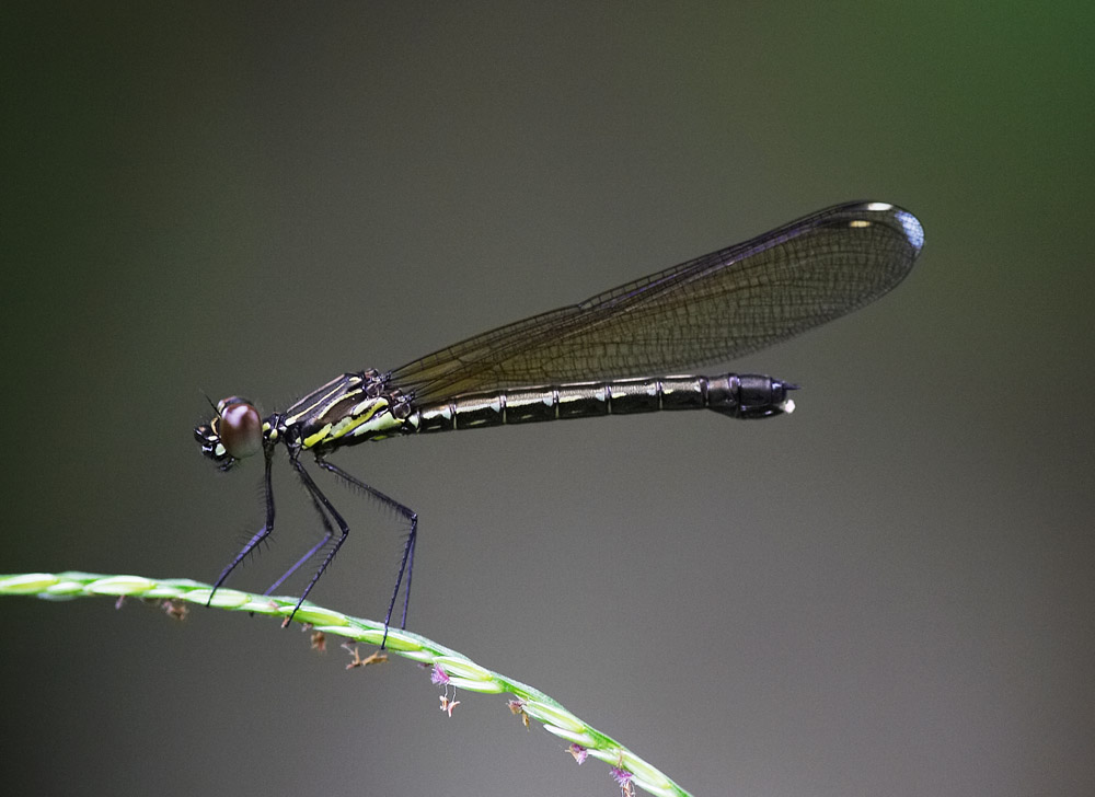 Common Blue Jewel (female) 三斑鼻蟌 Rhinocypha perforata