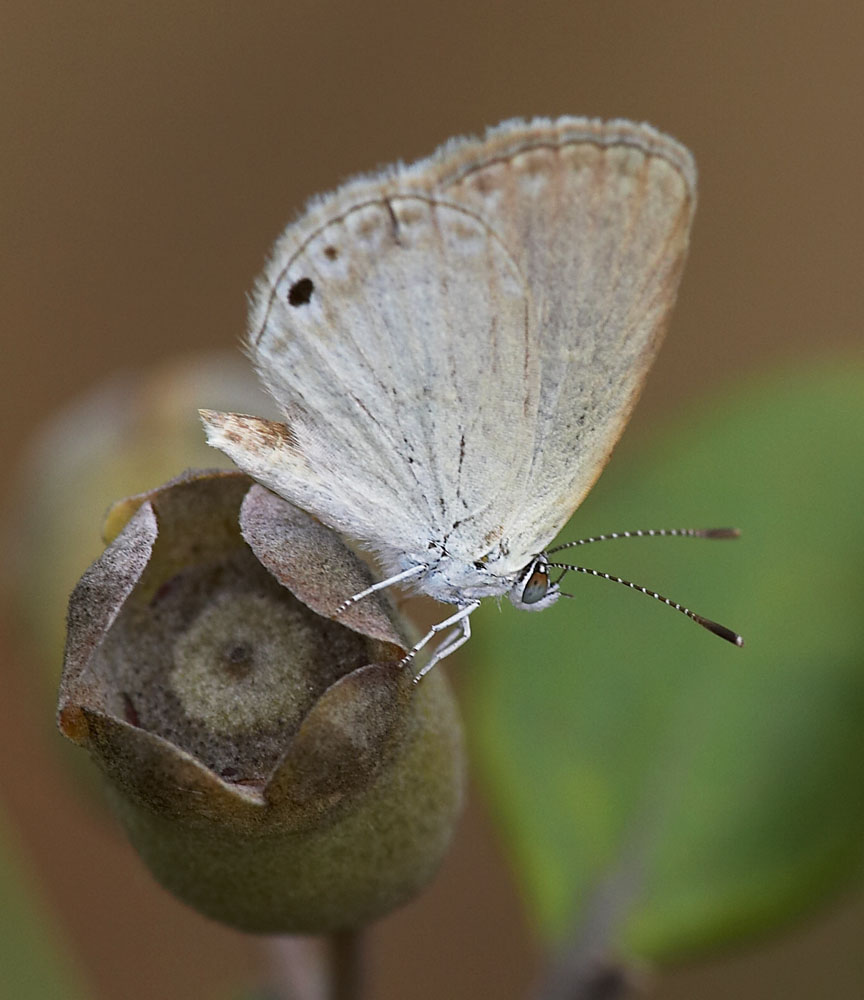 Small Grass Blue 琺灰蝶 Famegana alsulus