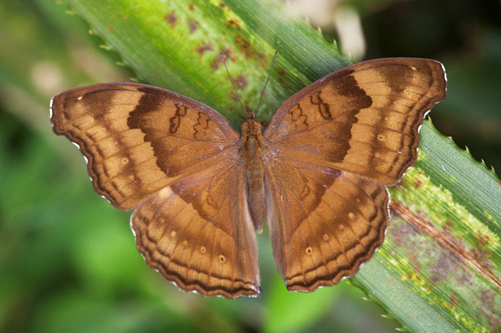 Chocolate Pansy 鉤翅眼蛺蝶 Junonia iphita