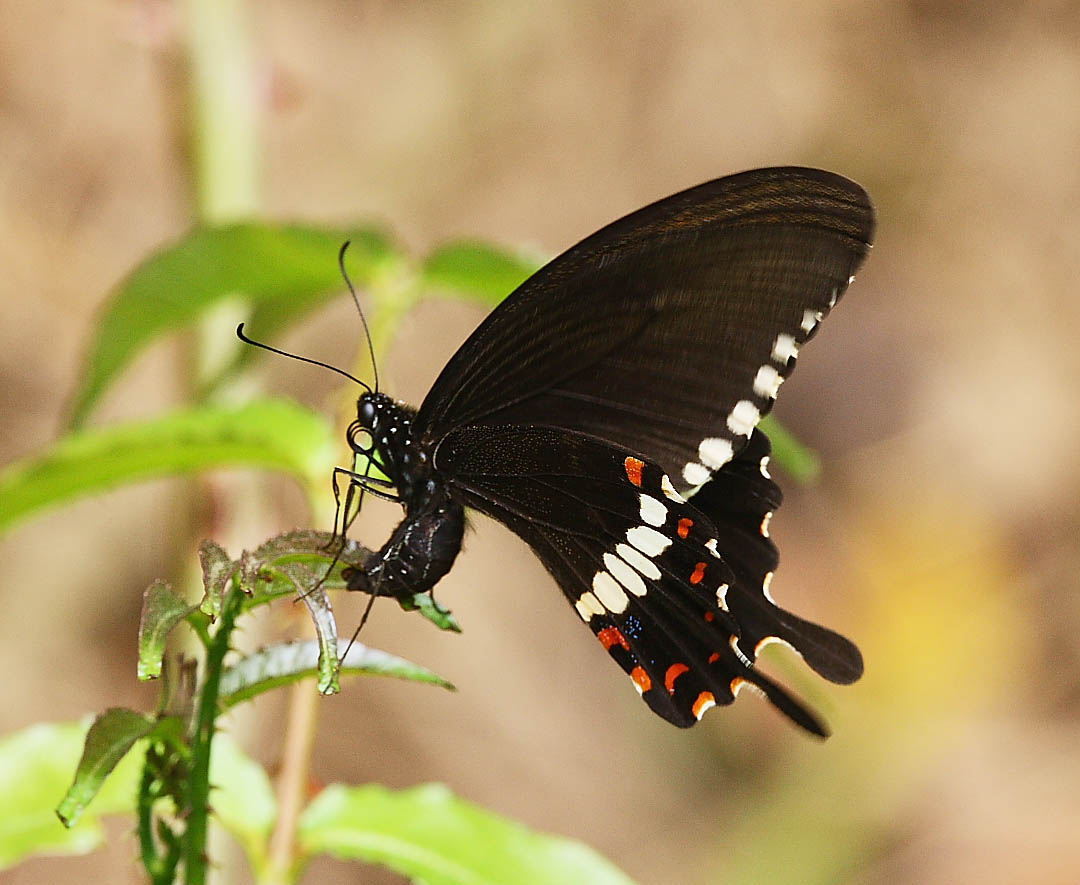 Common Mormon 玉帶鳳蝶 Papilio Polytes (Form mandane)