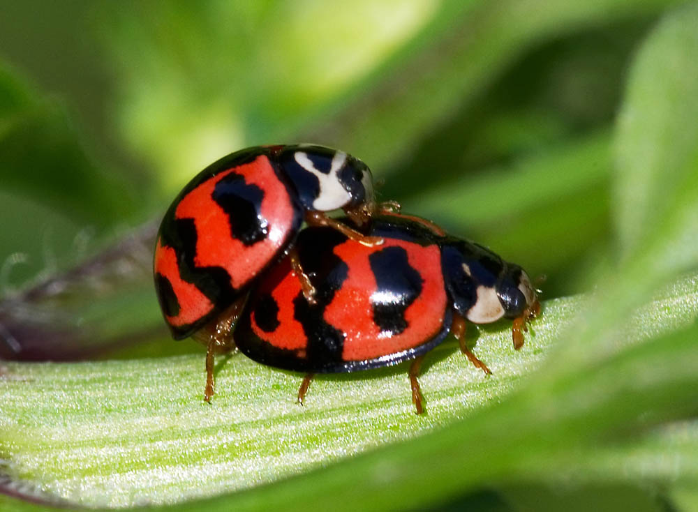 Ladybird Beetle 六斑月瓢蟲 Menochilus sexmaculatus