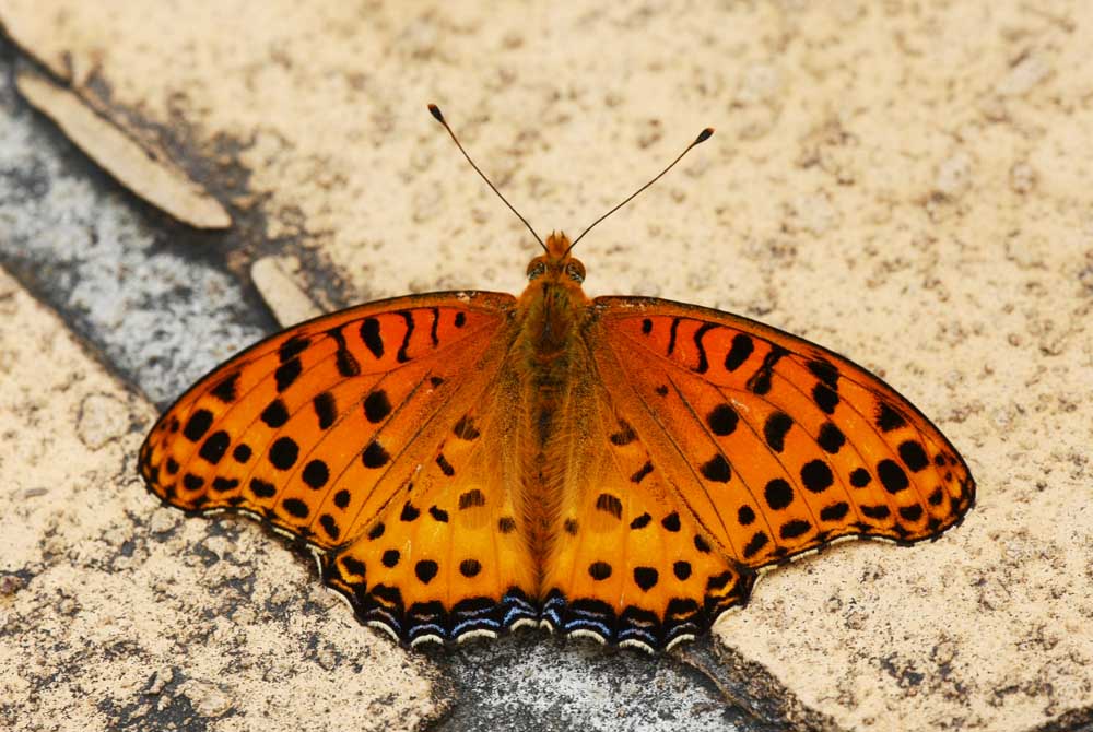 Indian Fritillary (male) 斐豹蛺蝶（雄）Argyreus hyperbius