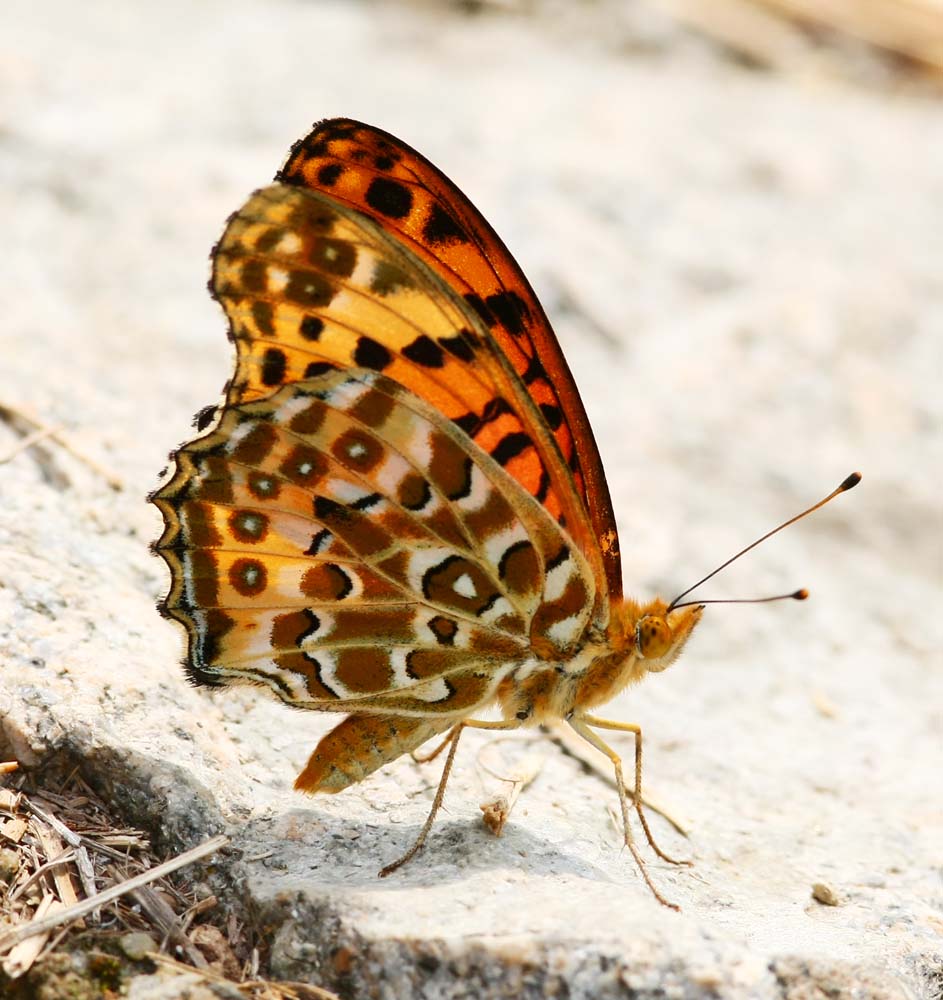 Indian Fritillary (male) 斐豹蛺蝶（雄）Argyreus hyperbius