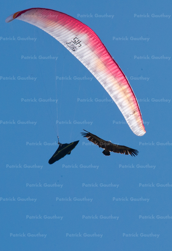 parapente 33381w.jpg