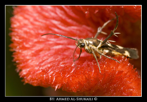 insect in red carpet