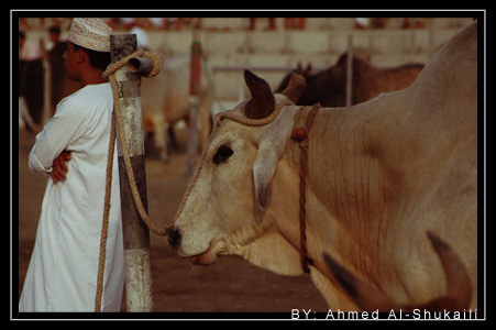 Bull Fight (Stand)