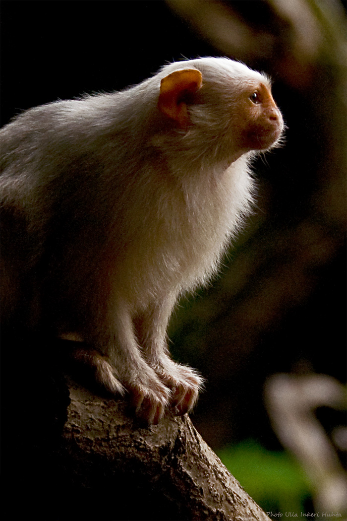 Silver marmoset in the shade