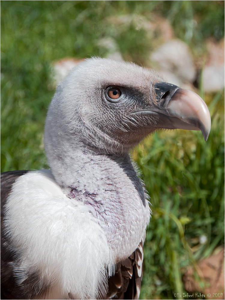 Ruppells Griffon Vulture  