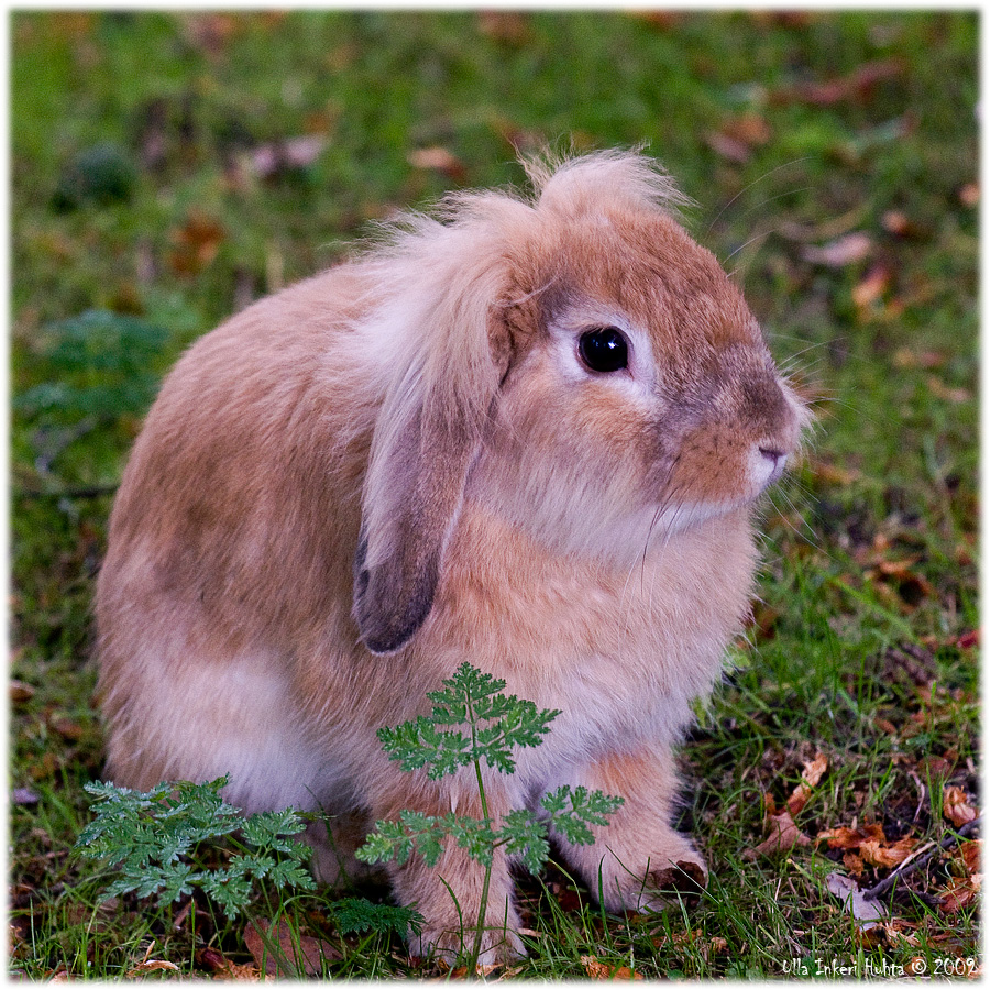 17/8 Super cute bunny at Skansen