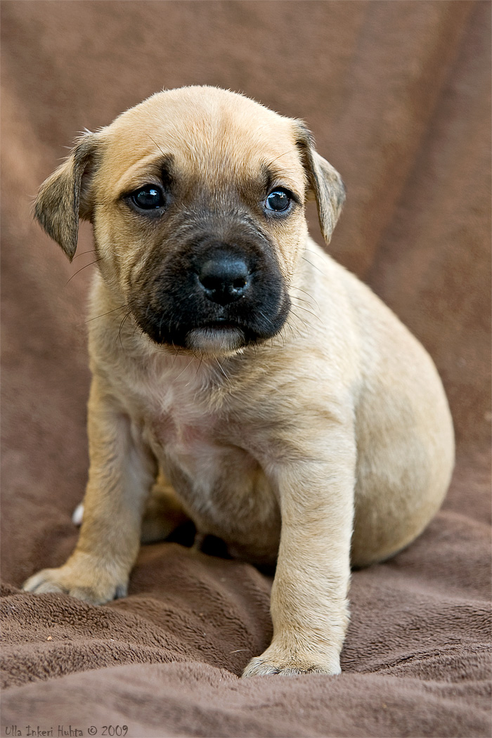 Mimer, 5 weeks old American Staffondshire terrier boy