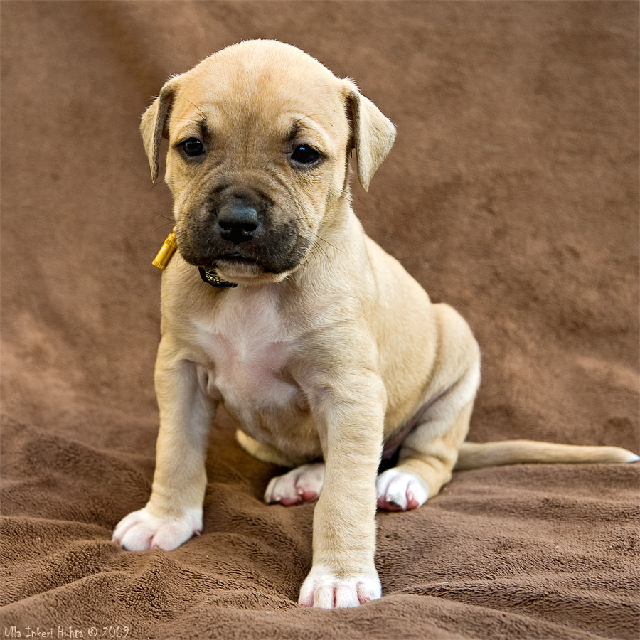 Stena, a 5 weeks old American staffondshire terrier girl