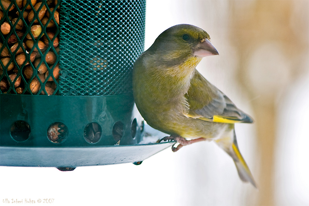 The European Greenfinch, or just Greenfinch, lat. Carduelis chloris