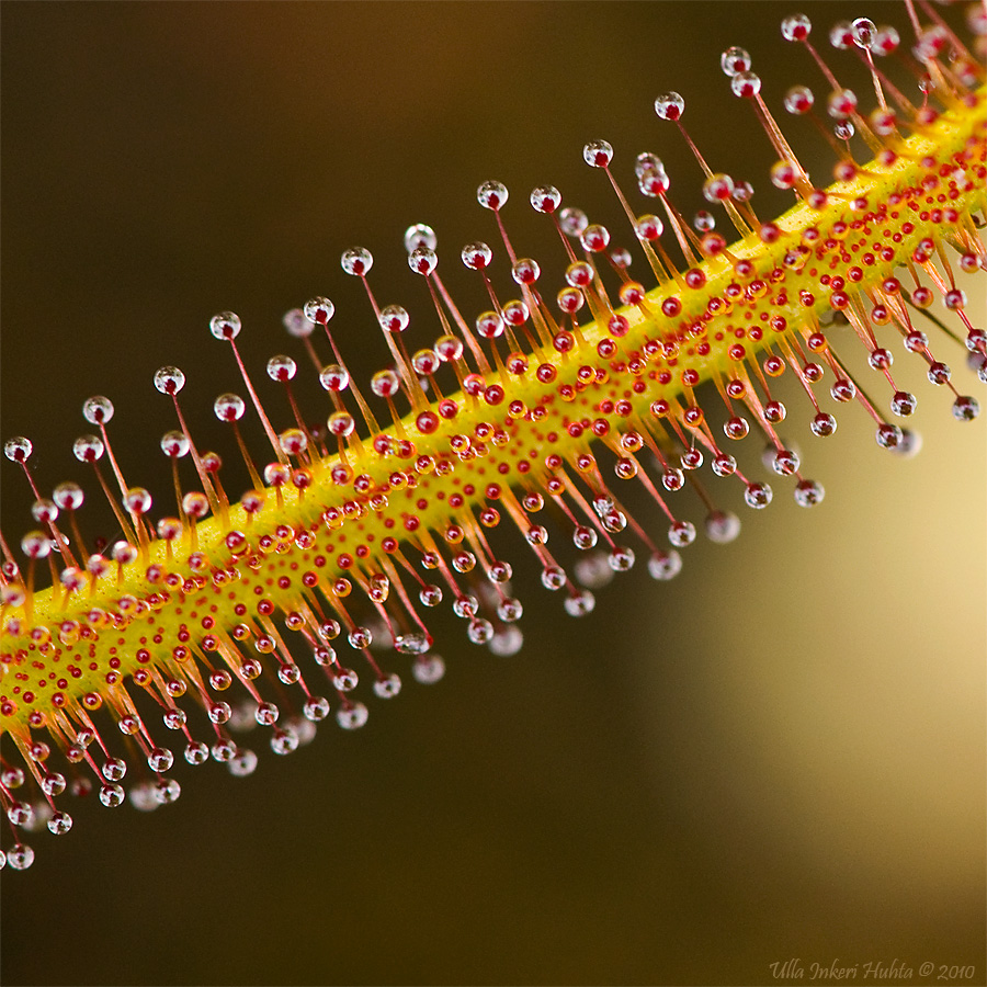 Sundew or Drosera, a carnivorous plant close up, this is Drosera capensis