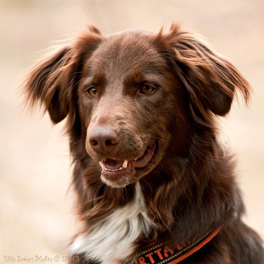 Ozzie, mnsterlnder/border collie mix