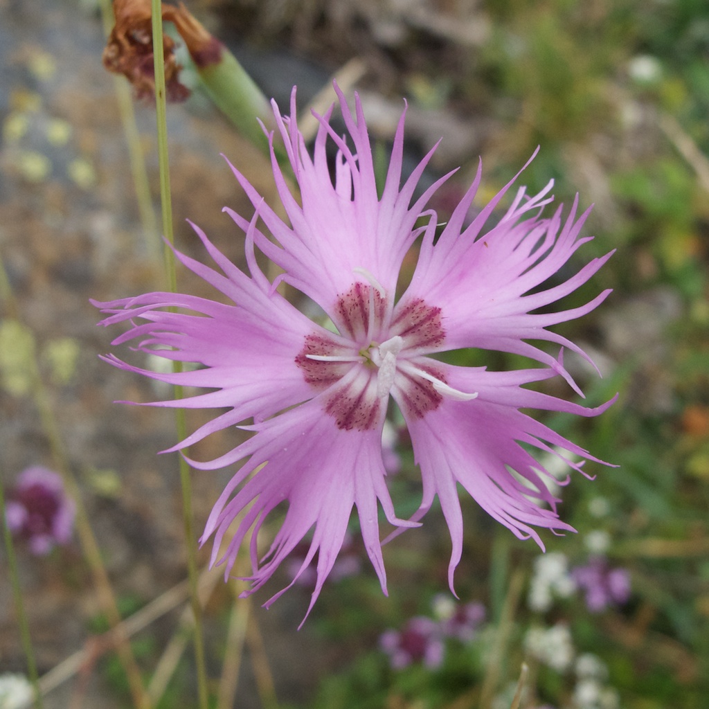 Dianthus monspeliensis