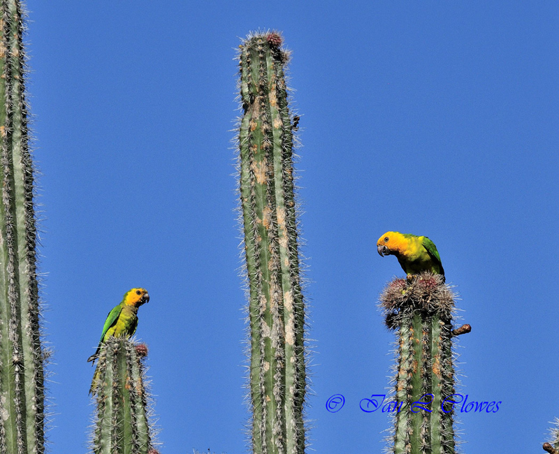 parrots