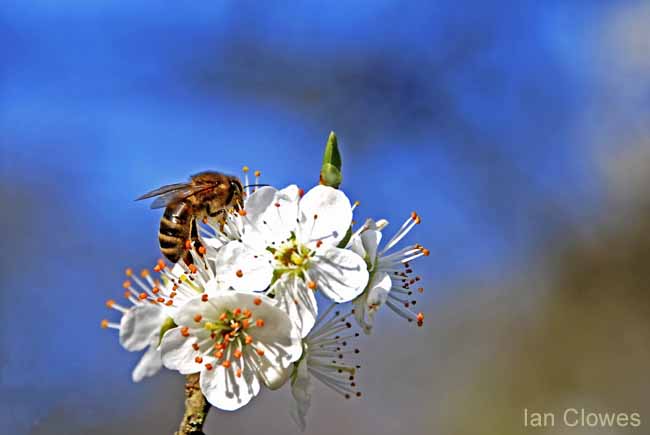 bee on blackthorn blossom