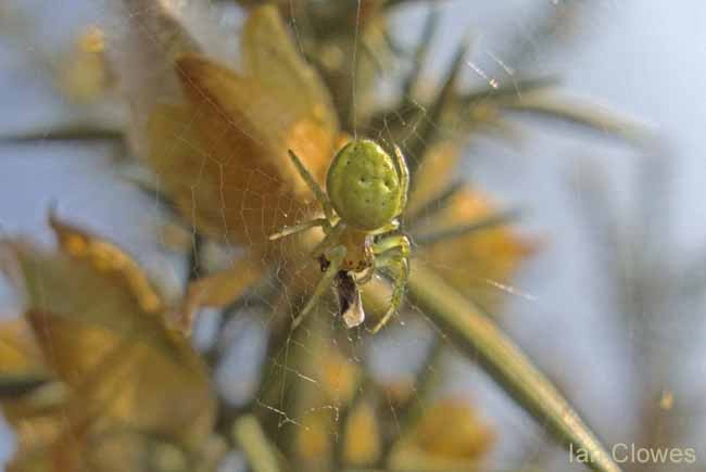 a green spider on a gorse bush