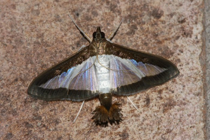 Diaphania hyalinata - Hodges # 5204 - Melonworm Moth