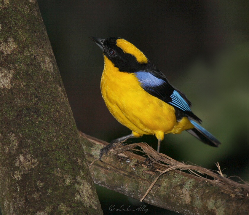 Blue-winged mountain tanager