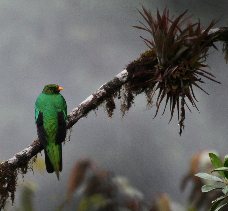 IMG_9254  crested quetzal.jpg