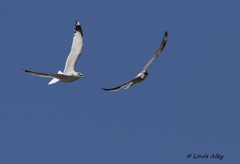 IMG_9493gulls.jpg