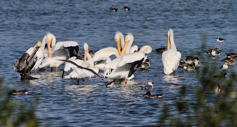 IMG_9598wh pelicans.jpg