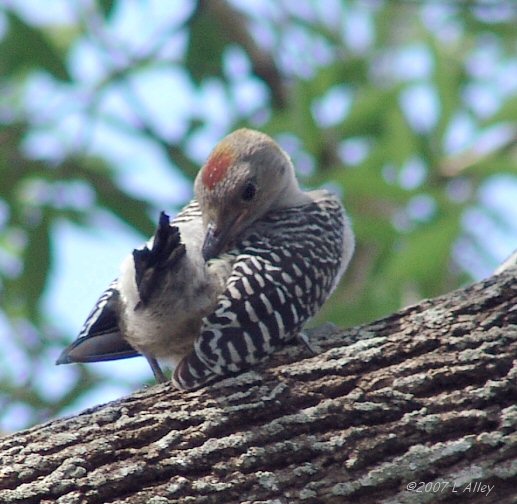 golden-fronted woodpecker juvenile