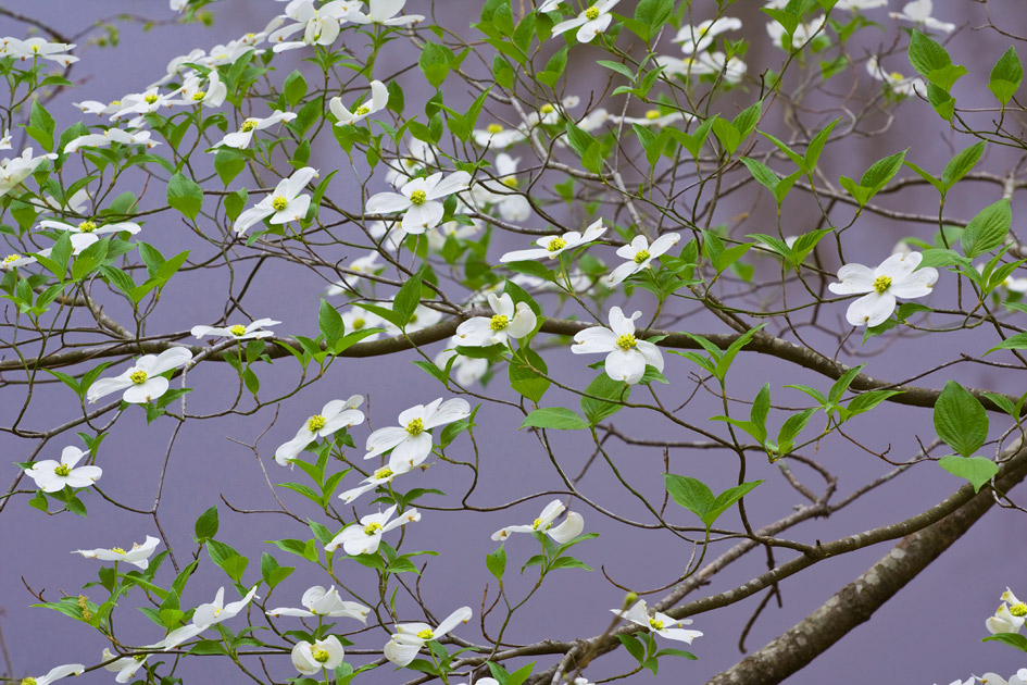 Dogwood Red Chute Bayou