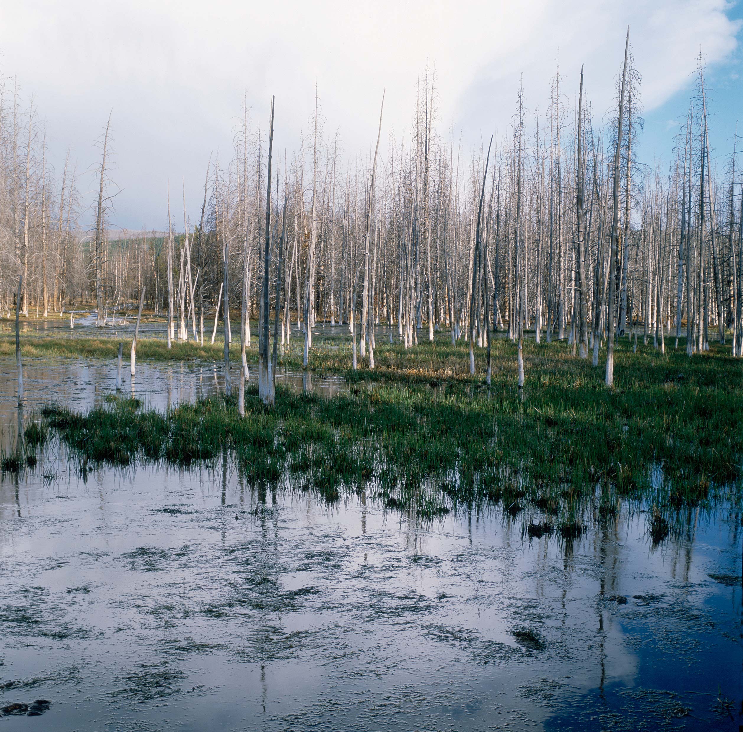 The Tree Swamp