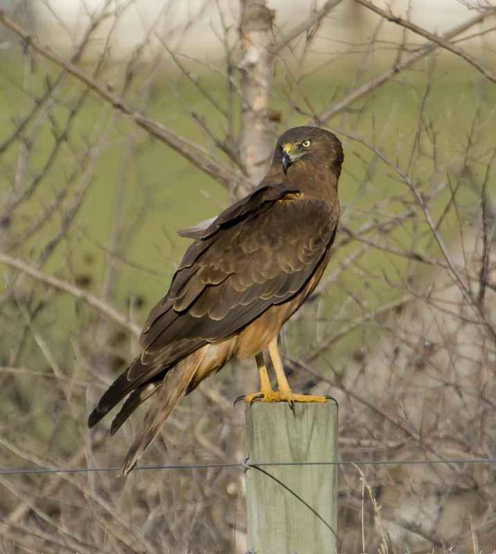 Swamp Harrier