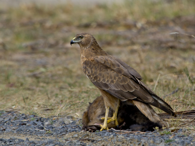Swamp Harrier