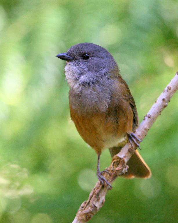 Olive Whistler (male)