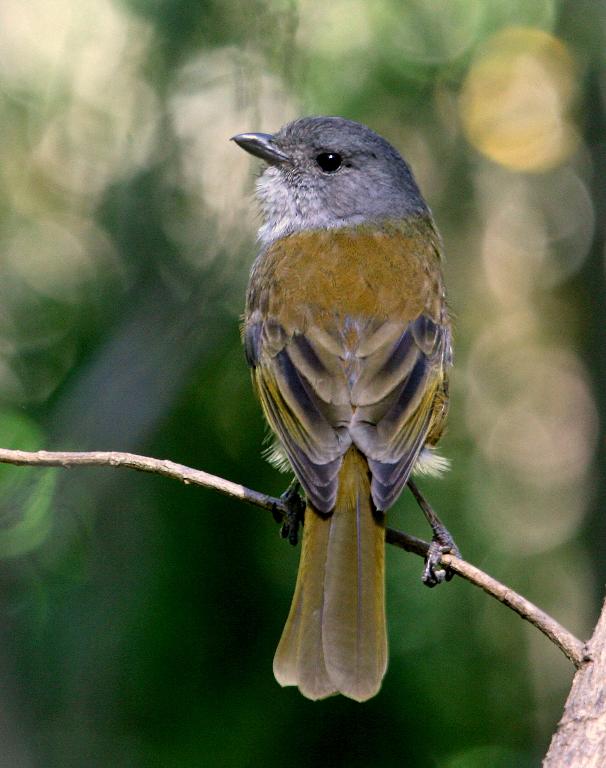 Olive Whistler (male)