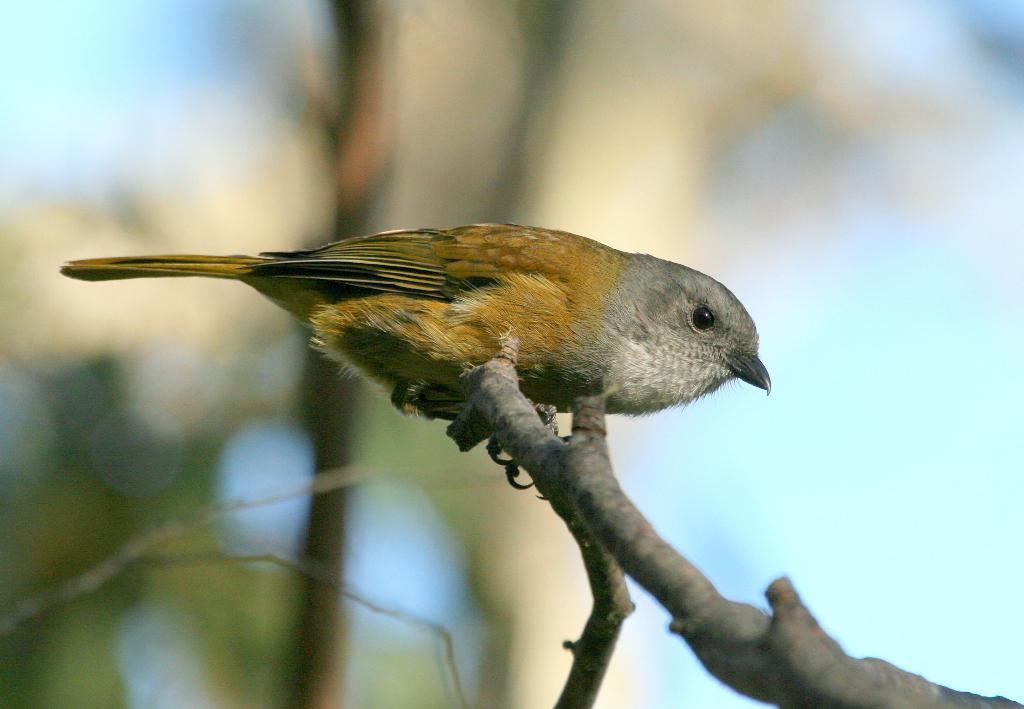 Olive Whistler