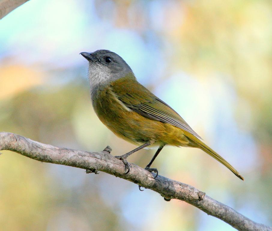 Olive Whistler