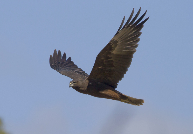 Swamp Harrier (juvenile)