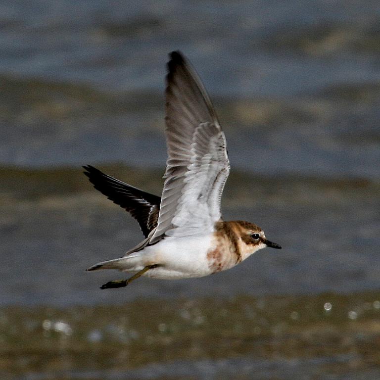 Double-banded Plover