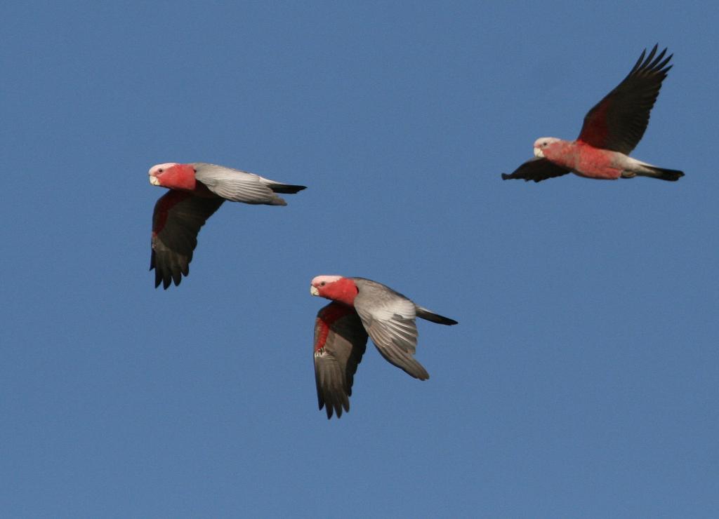 Galah