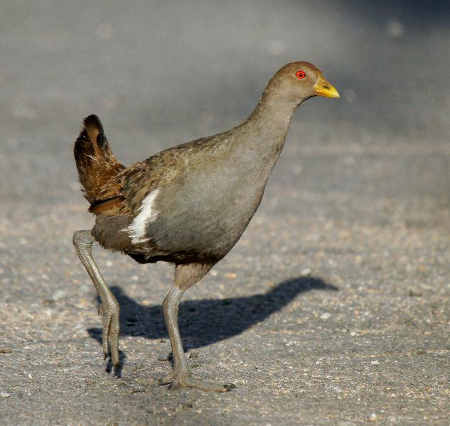 Tasmanian Native Hen
