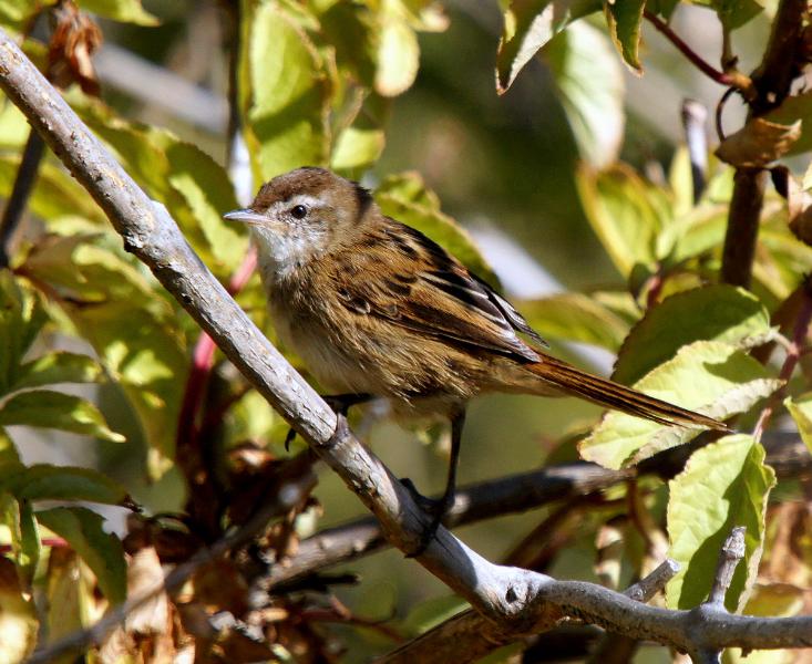 Little Grassbird