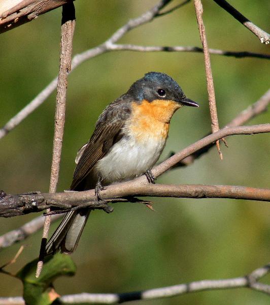Satin Flycatcher