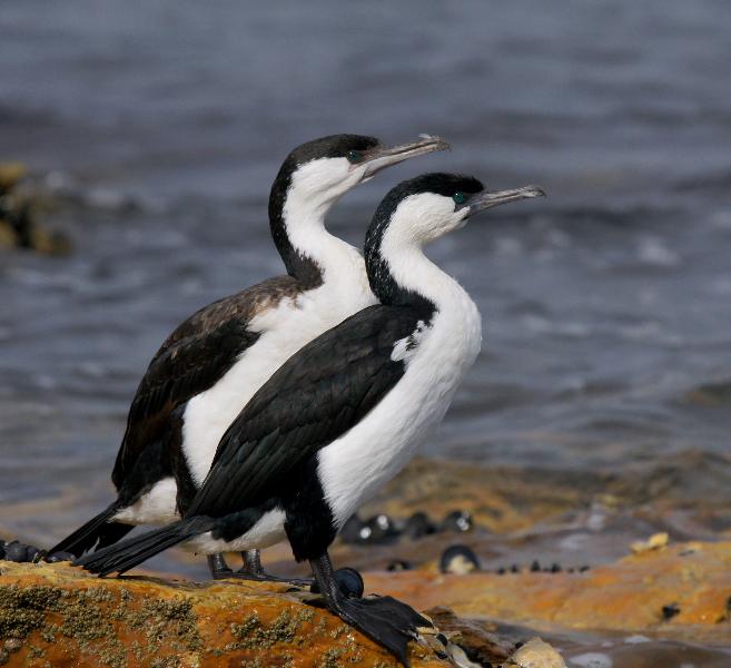 Black-faced Cormorant