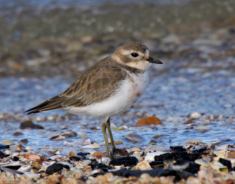 Double-banded Plover