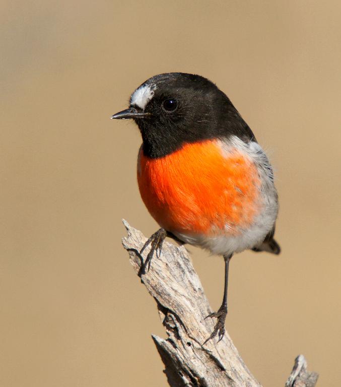 Scarlet Robin