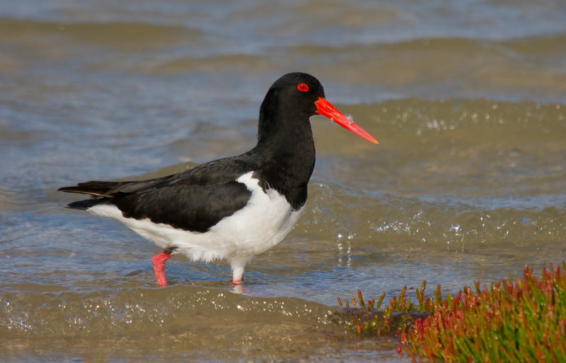 Pied Oystercatcher