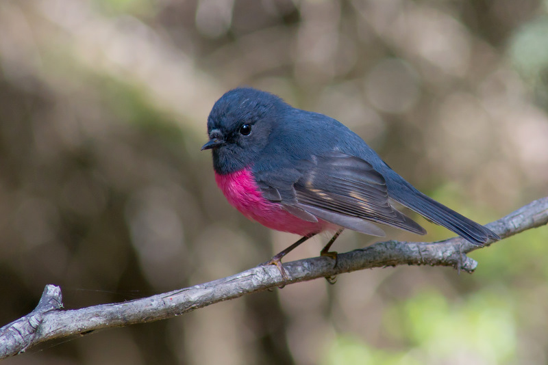 Pink Robin