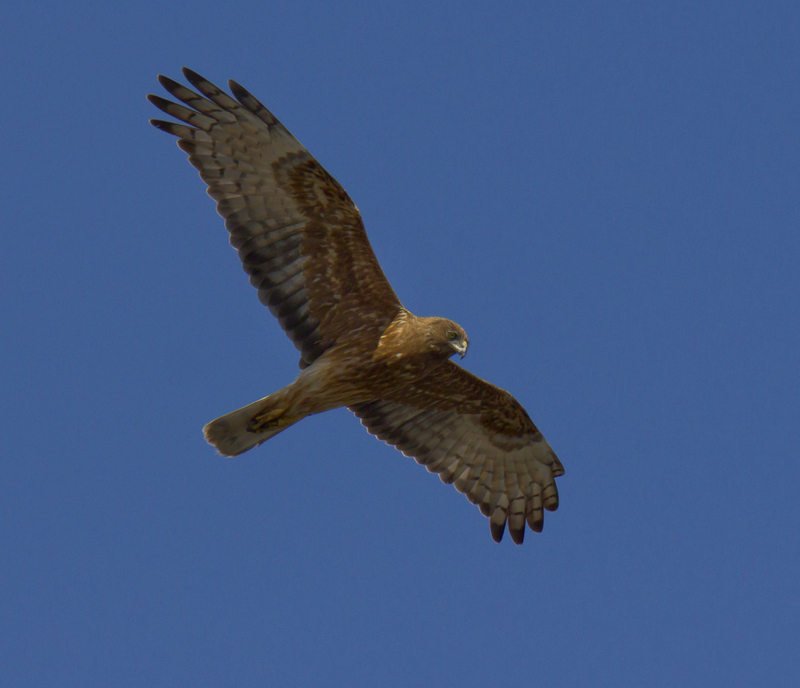 Swamp Harrier