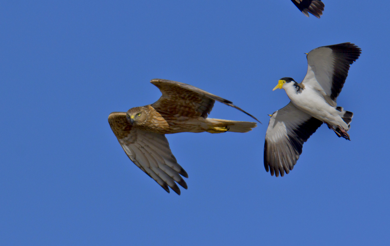 Swamp Harrier
